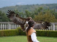 Steinadler 108